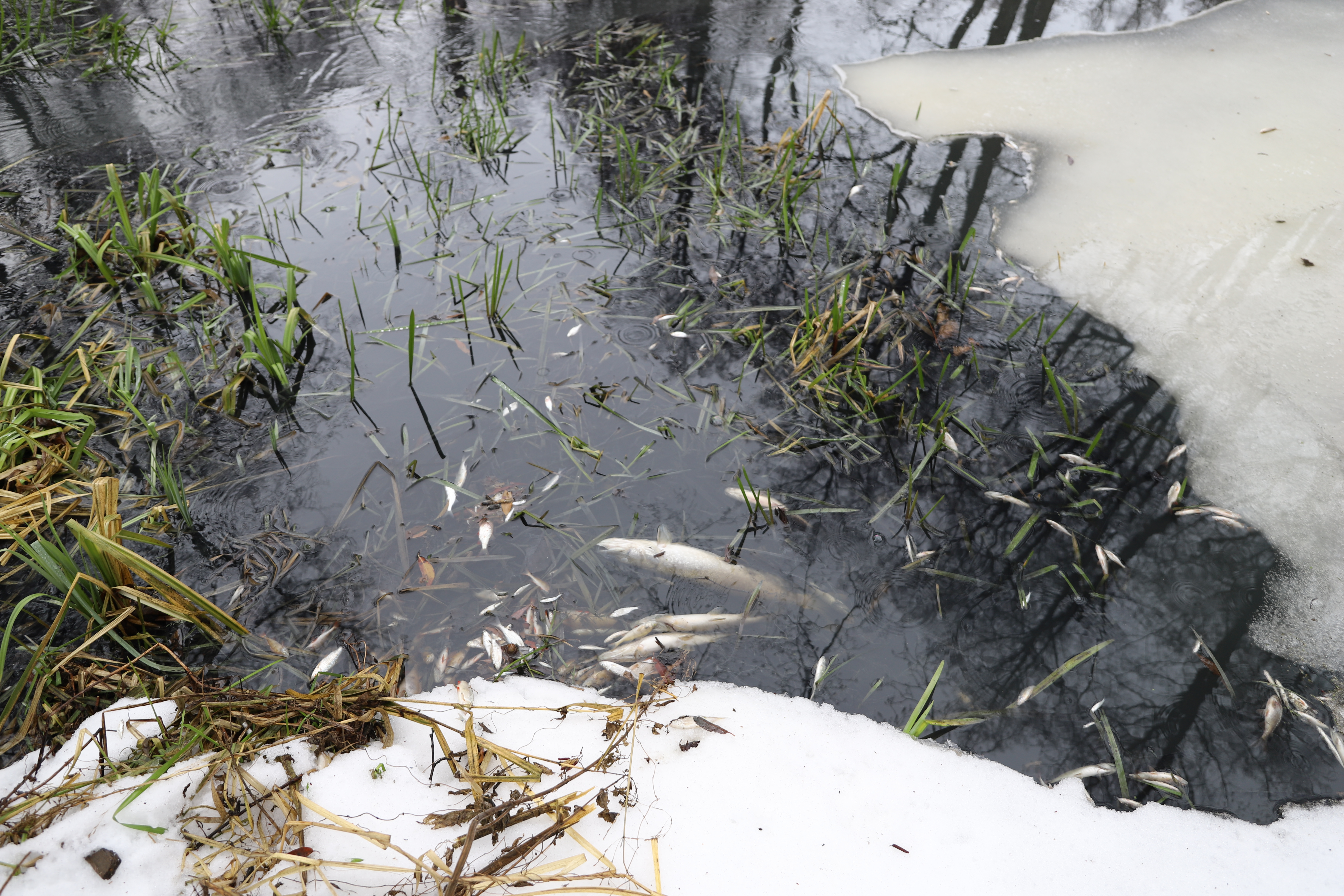 Росприроднадзор привлек к административной ответственности «Липецкоблводоканал» за загрязнение реки Усмань